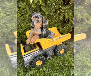 Dachshund Puppy for sale in MIDDLEBURY, IN, USA