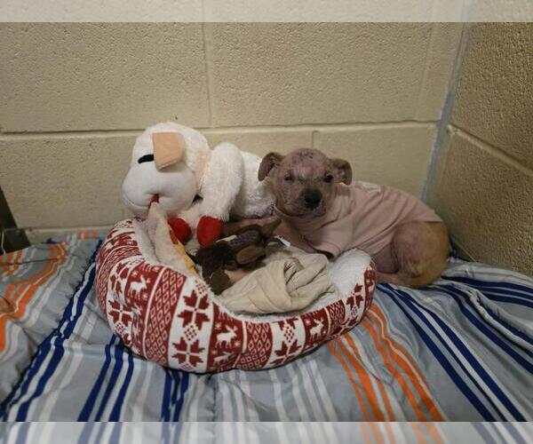 Medium Photo #6 Mutt Puppy For Sale in Rockwall, TX, USA