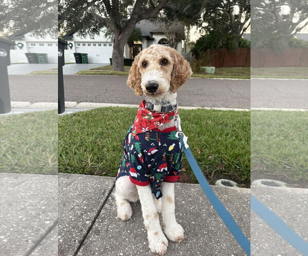 Medium Photo #3  Puppy For Sale in , 