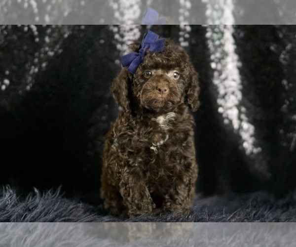 Medium Photo #2 Goldendoodle (Miniature) Puppy For Sale in WARSAW, IN, USA