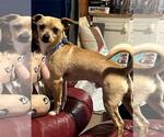 Small #4 Chihuahua Mix