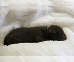 Small #6 Labrador Retriever