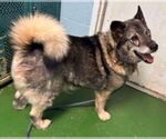 Small #3 Norwegian Elkhound
