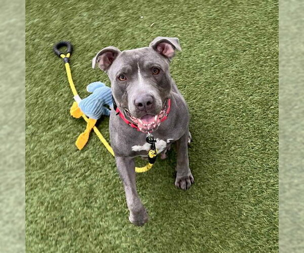 Medium Photo #2 Mutt Puppy For Sale in Las Vegas, NV, USA