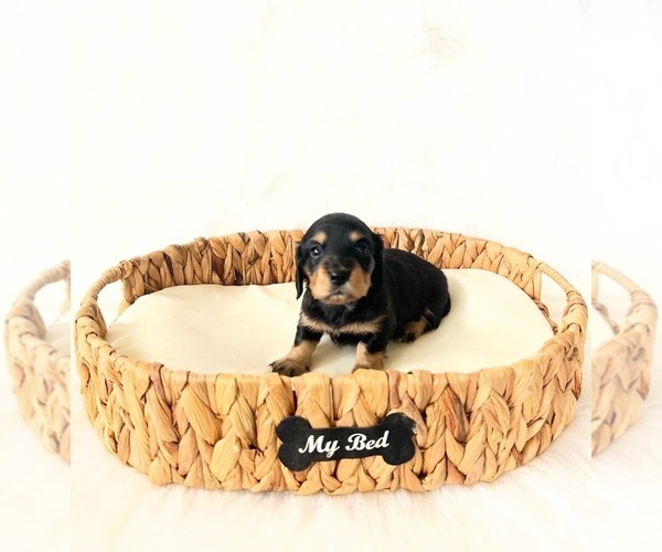 Medium Photo #1 Dachshund Puppy For Sale in DAVIS, CA, USA