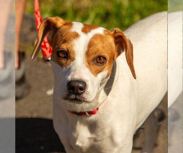 Medium Photo #14 Beagle-Unknown Mix Puppy For Sale in Canton, CT, USA