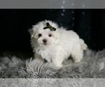 Small #4 Maltese