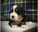 Puppy 4 Bernese Mountain Dog