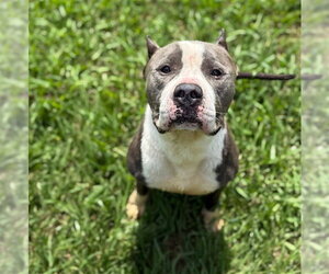 Mutt Dogs for adoption in Conroe, TX, USA