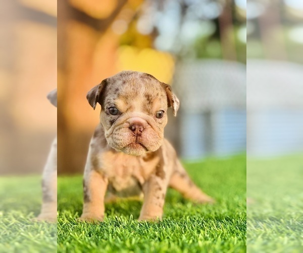 Medium Photo #1 English Bulldog Puppy For Sale in FRESNO, CA, USA