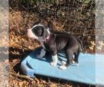 Small Photo #6 Great Dane Puppy For Sale in HOUGHTON LAKE, MI, USA