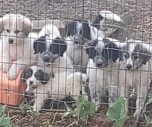 Great Pyrenees Puppy for sale in LEWISVILLE, IN, USA