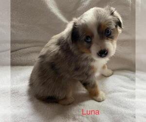Miniature Australian Shepherd Puppy for sale in SPOTSYLVANIA, VA, USA