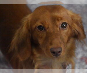 Dachshund Dogs for adoption in Shelbyville, TN, USA