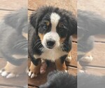Small #3 Bernese Mountain Dog