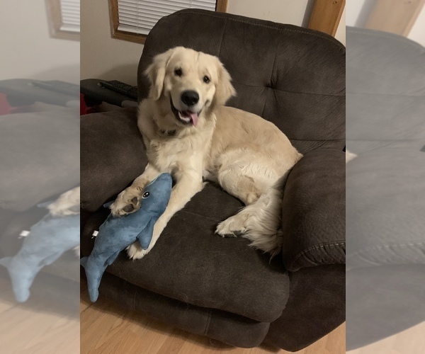 Medium Photo #1 Golden Retriever Puppy For Sale in WICHITA, KS, USA