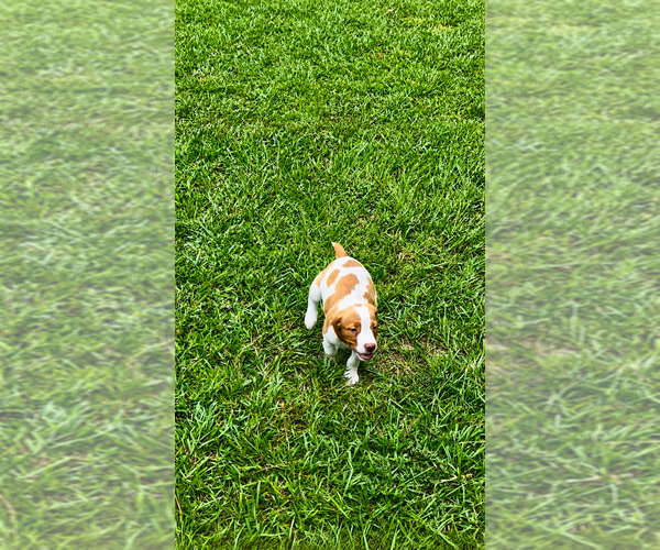 Medium Photo #7 Brittany Puppy For Sale in ORRUM, NC, USA