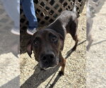 CLYDE - Male Labrador Retriever-Unknown Mix Dog for Adoption - Small photo