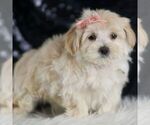 Small #2 Maltipoo