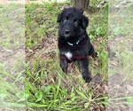 Small #5 German Shepherd Dog