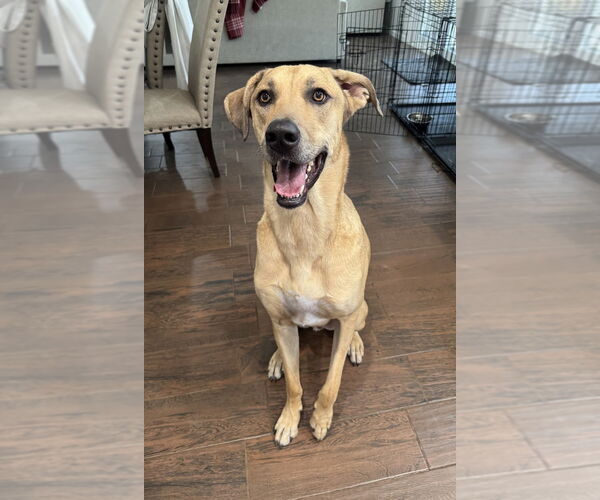 Medium Photo #3 Catahoula Leopard Dog-Unknown Mix Puppy For Sale in Vail, AZ, USA