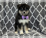 Small Photo #2 Pomsky Puppy For Sale in LAKELAND, FL, USA