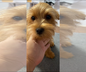 Yorkshire Terrier Puppy for sale in BETHLEHEM, GA, USA