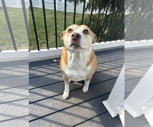Maggie - Female Irish Terrier-Unknown Mix Dog for Adoption - Photo #2