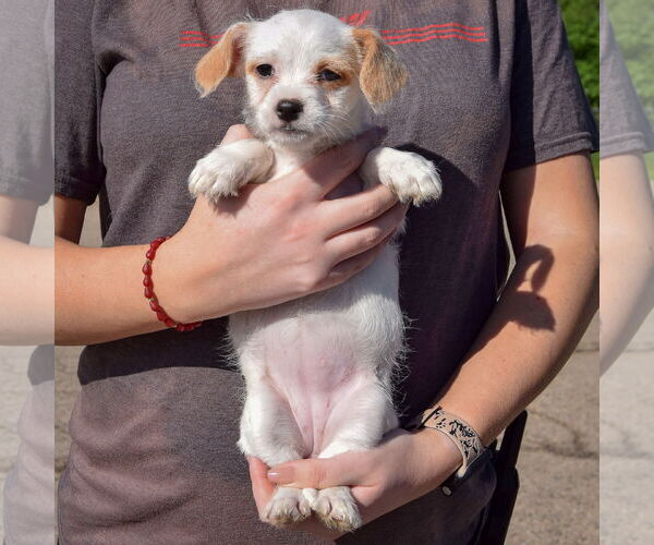Medium Photo #5 Bichon Frise-Unknown Mix Puppy For Sale in Huntley, IL, USA