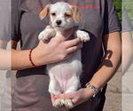 Small #4 Bichon Frise Mix