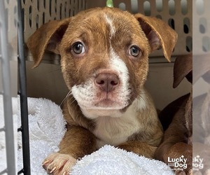 Retriever -Unknown Mix Dogs for adoption in Washington, DC, USA