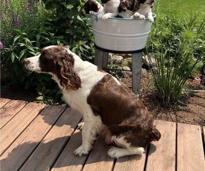 Mother of the English Springer Spaniel puppies born on 03/22/2026
