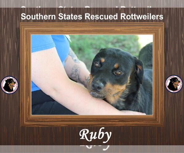 Medium Photo #2 Rottweiler Puppy For Sale in White Hall, AR, USA
