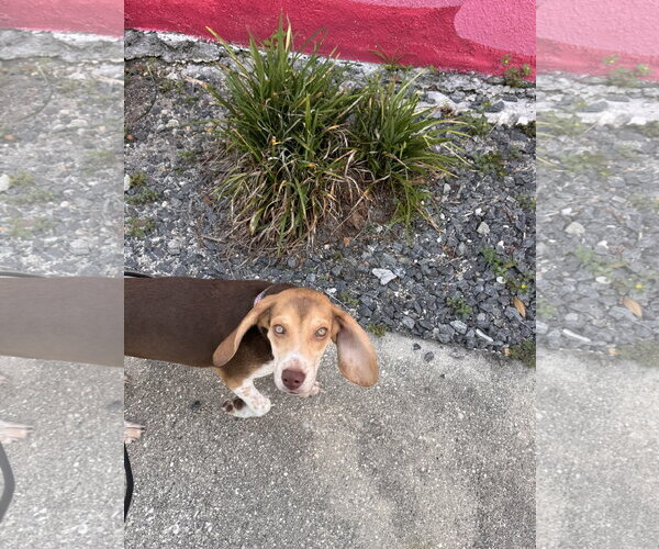 Medium Photo #5 Beagle Puppy For Sale in Sanford, FL, USA