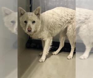 German Shepherd Dog Dogs for adoption in Bakersfield, CA, USA