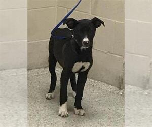 Labrador Retriever-Unknown Mix Dogs for adoption in Conroe, TX, USA