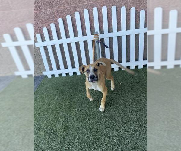 Medium Photo #1 Mutt Puppy For Sale in Modesto, CA, USA