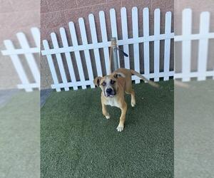 Mutt Dogs for adoption in Modesto, CA, USA