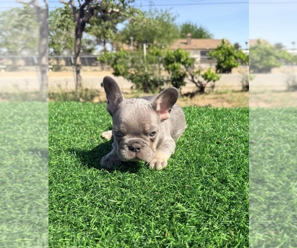 Medium Photo #10 French Bulldog Puppy For Sale in LOS ANGELES, CA, USA