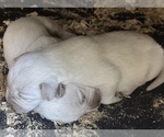 Litter of 8 - Male(s) and Female(s) Labrador RetrieverLitter of Puppies for Sale - Photo #2