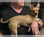 BUSTER - Male Chiweenie Dog for Adoption - Small photo