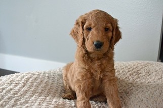 Goldendoodle Puppy for sale in PUYALLUP, WA, USA
