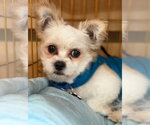 Small #1 Peke-A-Poo