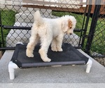 Small Photo #33 Poodle (Standard) Puppy For Sale in MOORES HILL, IN, USA