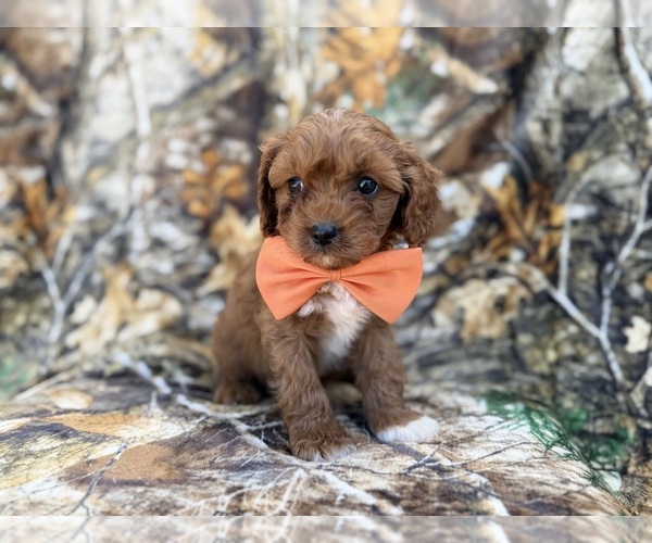 Medium Photo #9 Cavapoo (Miniature) Puppy For Sale in LAKELAND, FL, USA