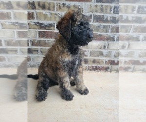 Goldendoodle Puppy for Sale in PURCELL, Oklahoma USA