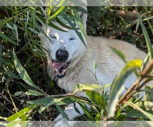 Siberian Husky-Unknown Mix Dogs for adoption in Ocala, FL, USA