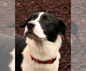 Skippy - Male Boxer-Siberian Husky Mix Dog for Adoption - Photo #2