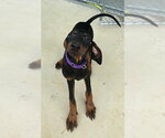 Small Doberman Pinscher Mix