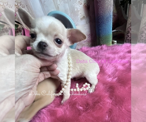 Medium Photo #3 Chihuahua Puppy For Sale in TRACY, CA, USA